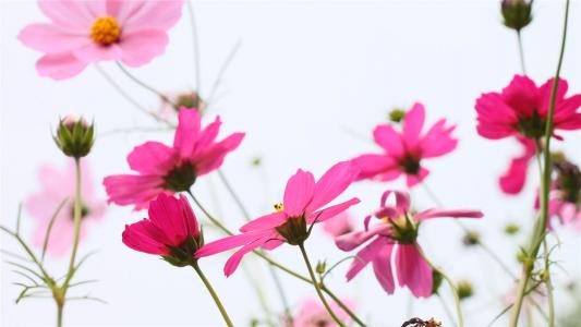 格桑花第3张