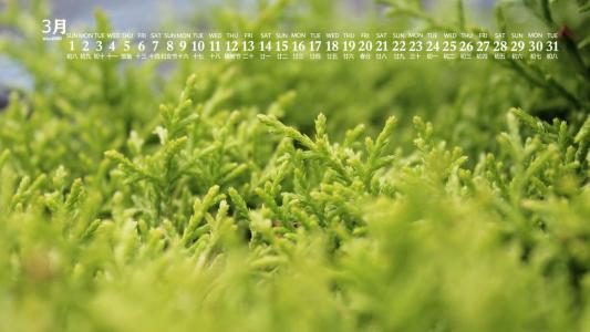 绿色植物图片 _ 第(9)张