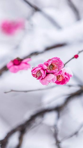 梅花图片 _ 第(1)张