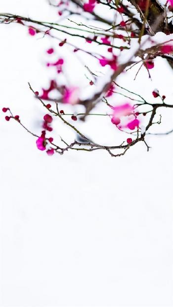 梅花图片 _ 第(2)张
