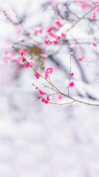 梅花图片 _ 第(6)张