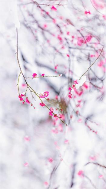 梅花图片 _ 第(7)张