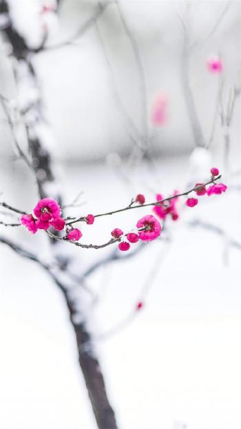 梅花图片 _ 第(9)张