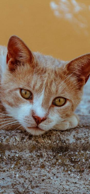 超可爱小猫图片高清手机壁纸第0张