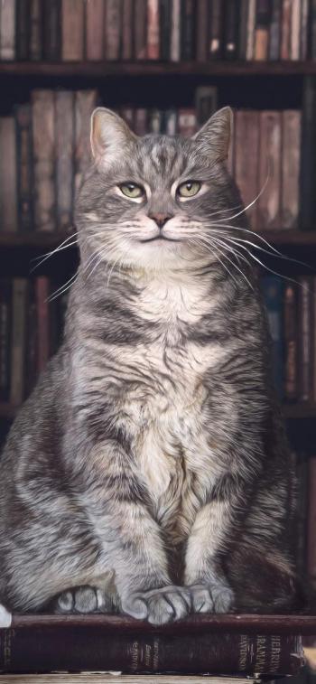 超可爱小猫图片高清手机壁纸第1张
