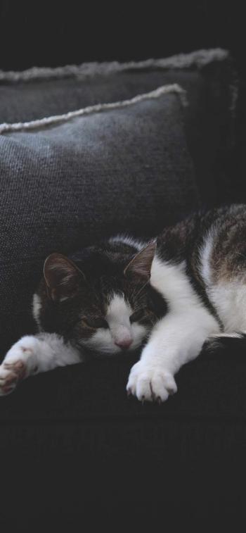 超可爱小猫图片高清手机壁纸第2张
