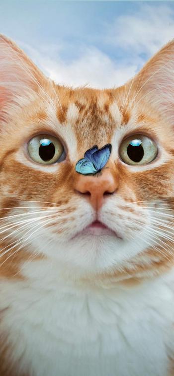 超可爱小猫图片高清手机壁纸第3张
