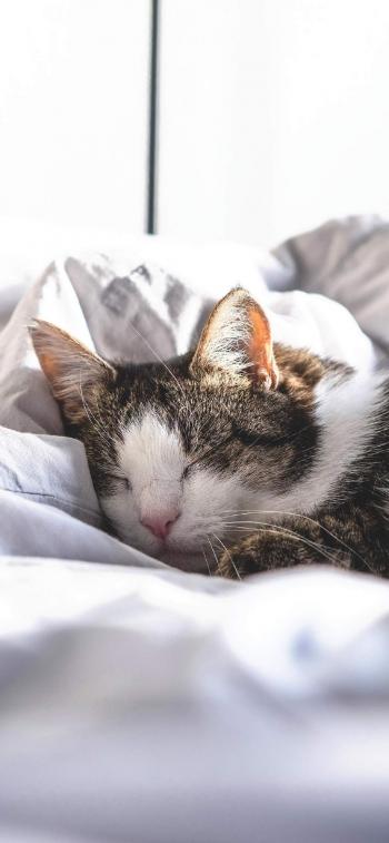 超可爱小猫图片高清手机壁纸第4张