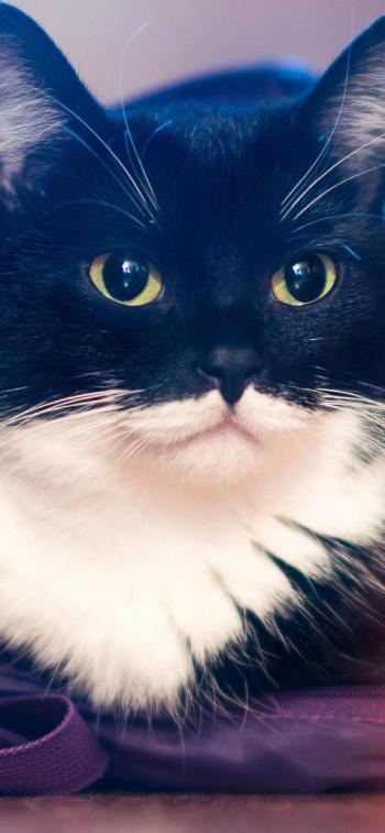 超可爱小猫图片高清手机壁纸第5张