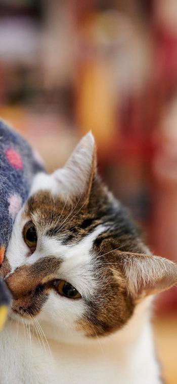 超可爱小猫图片高清手机壁纸第6张