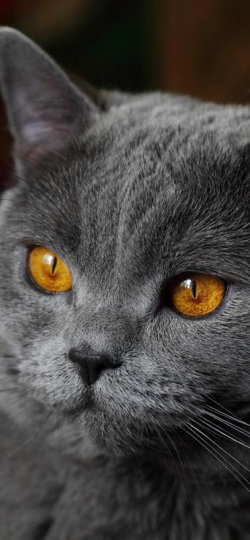 小猫图片 _ 第(12)张
