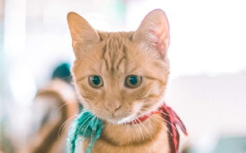 猫桌面图片 _ 第(1)张