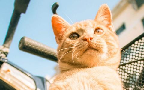 猫桌面图片 _ 第(2)张