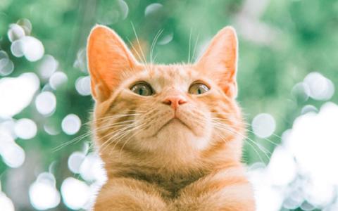 猫桌面图片 _ 第(3)张