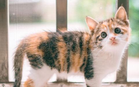 猫桌面图片 _ 第(4)张