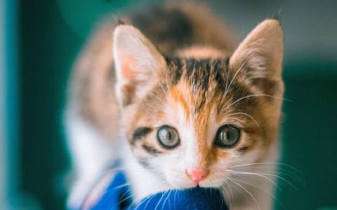 猫桌面图片 _ 第(5)张