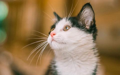 猫桌面图片 _ 第(6)张