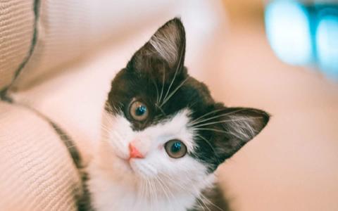 猫桌面图片 _ 第(7)张
