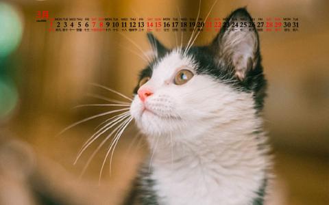 可爱猫咪图片图片 _ 第(6)张