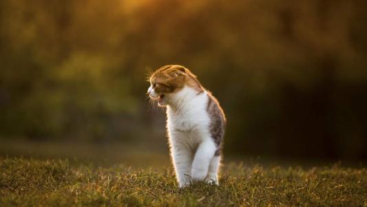 猫睡觉姿势搞笑图片：睡觉也要成双睡第0张