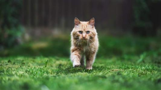 猫睡觉姿势搞笑图片：睡觉也要成双睡第6张