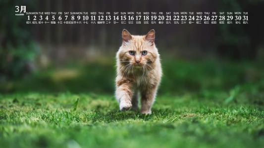 可爱猫咪图片图片 _ 第(7)张