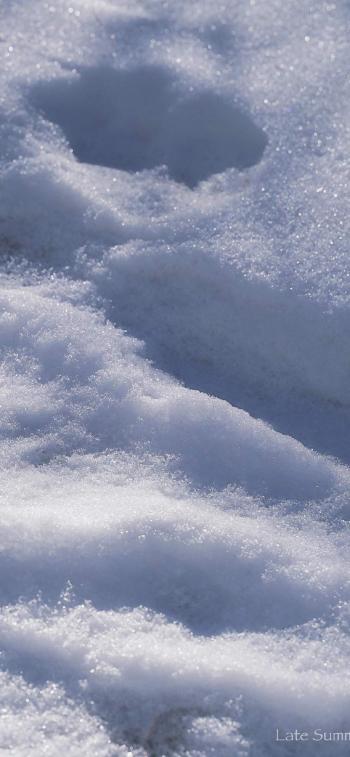 冬季梦幻雪景个性锁屏手机壁纸第6张