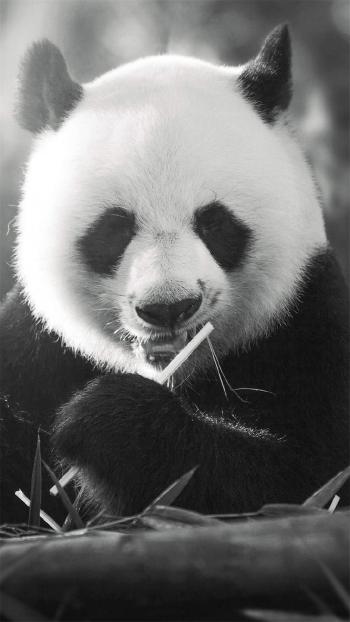 超可爱软萌大熊猫图片手机壁纸第0张