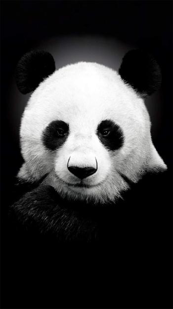 超可爱软萌大熊猫图片手机壁纸第1张
