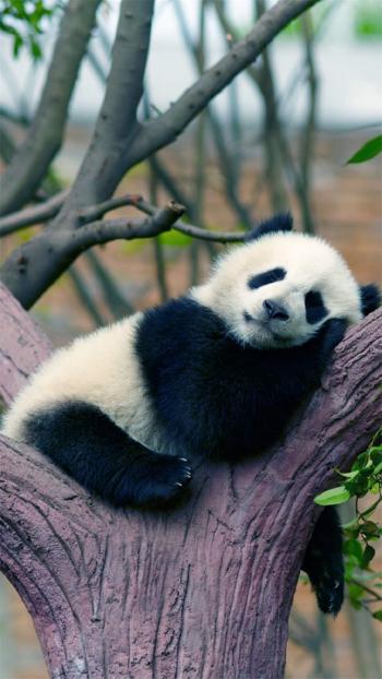 超可爱软萌大熊猫图片手机壁纸第2张