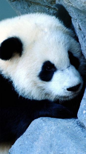 超可爱软萌大熊猫图片手机壁纸第3张