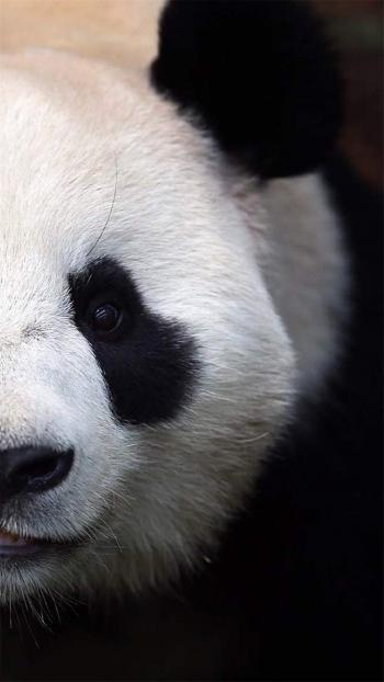 超可爱软萌大熊猫图片手机壁纸第6张