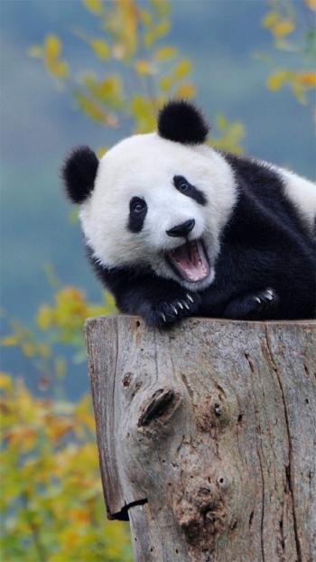 熊猫图片 _ 第(8)张