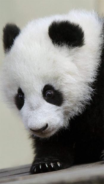 熊猫图片 _ 第(9)张