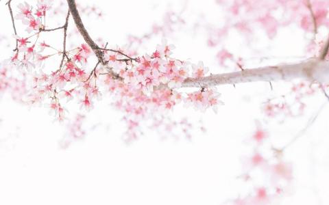 清新粉嫩的樱花图片桌面壁纸第2张