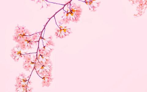 清新粉嫩的樱花图片桌面壁纸第4张