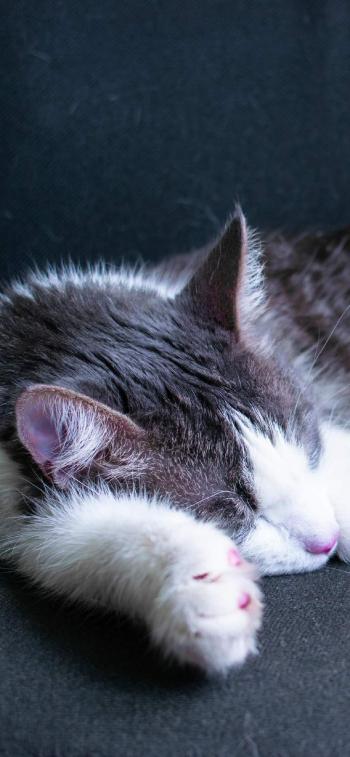 现代生活对猫产生的变化第1张