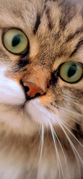 现代生活对猫产生的变化第3张