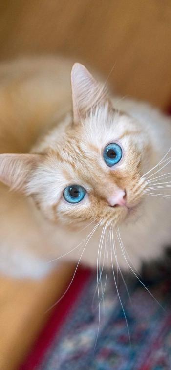 现代生活对猫产生的变化第4张