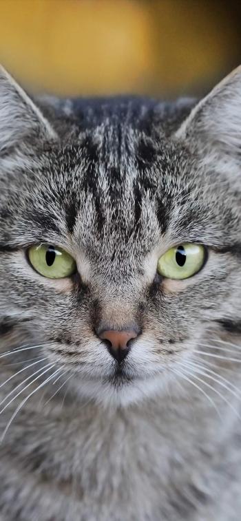 现代生活对猫产生的变化第5张