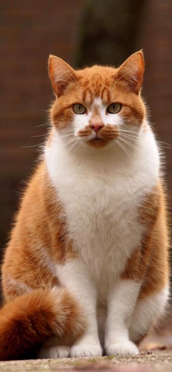 现代生活对猫产生的变化第6张