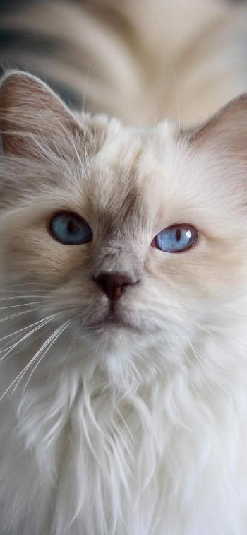 小猫图片 _ 第(8)张
