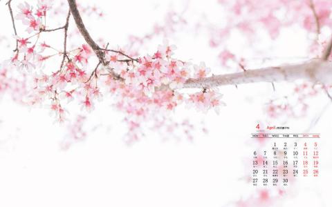 樱花图片 _ 第(2)张