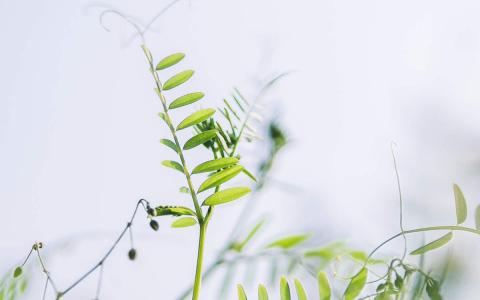 绿色植物图片 _ 第(3)张