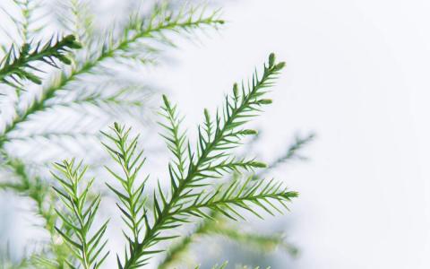 绿色植物图片 _ 第(5)张