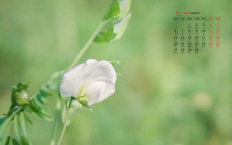 绿色植物图片 _ 第(2)张