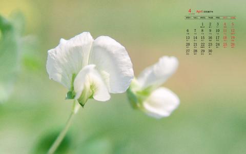 绿色植物图片 _ 第(6)张