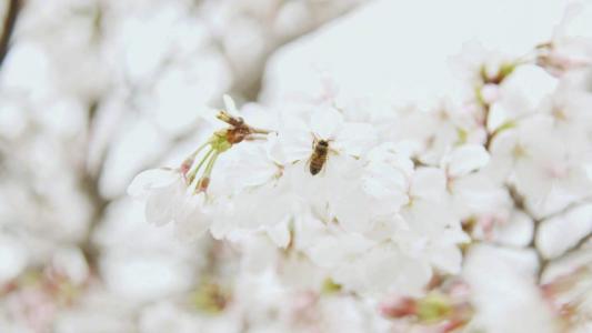 2019年4月春日唯美樱花高清日历壁纸第4张