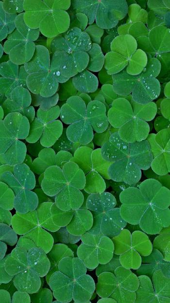 清新护眼绿色植物图片手机壁纸第0张