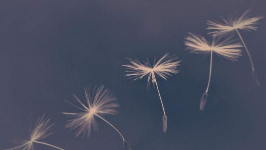 蒲公英图片 _ 第(9)张
